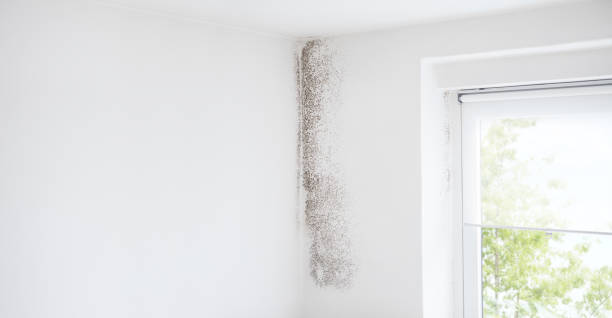 Best Basement Mold Removal  in Craigsville, WV